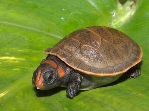 玄武：传说的兽原型探秘（侧颈龟类）