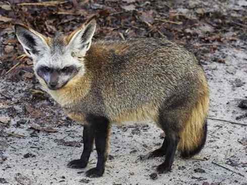 犬科：狐亚科之大耳狐