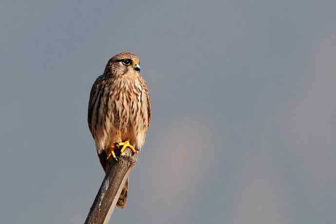 红隼站桩 摄于野鸭湖