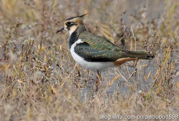 飞翔的凤头麦鸡