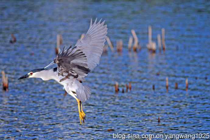 寻鱼的夜鹭（2）
