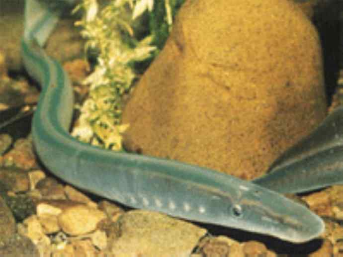 鱼类活化石：背眼七鳃鳗