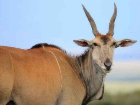 动物世界：山寨还是原创之九