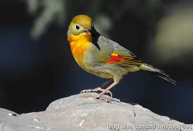 相思趣拍-贺三八国际妇女节