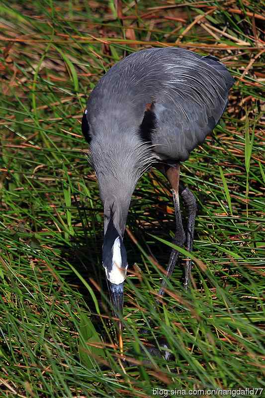 美国鸟类摄影——大蓝鹭（10）