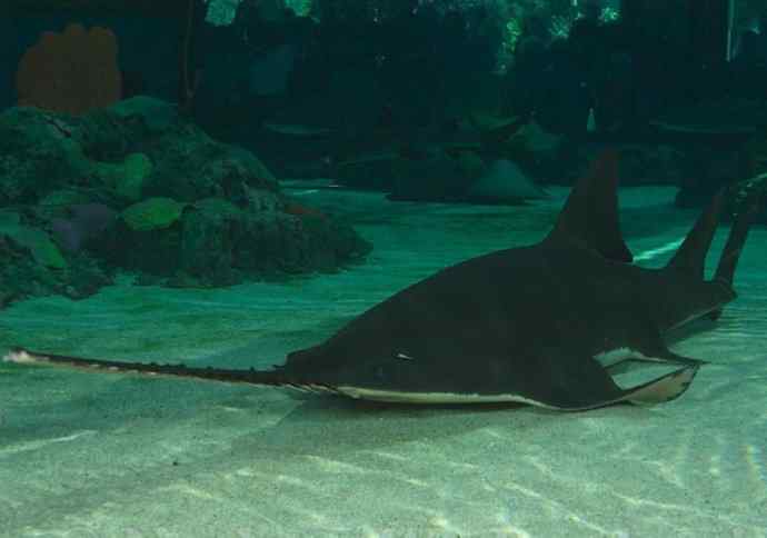 鱼类活化石：锯鳐