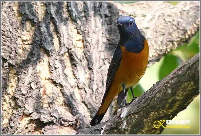 新鸟鈥溊抖詈煳拆垛潯菊掌