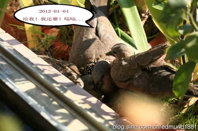 珠颈斑鸠育儿记