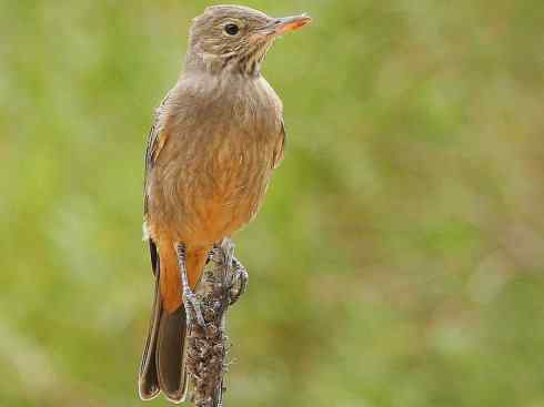 极品红色鸟类:朱红霸鶲 极品红色鸟类:朱红霸鶲