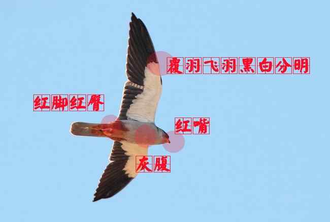 阿穆尔隼:雄鸟 猛禽大全——中国东部地区27种迁徙类猛禽辨识