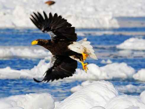 白头鸟系列：另类的美丽（白头海雕）