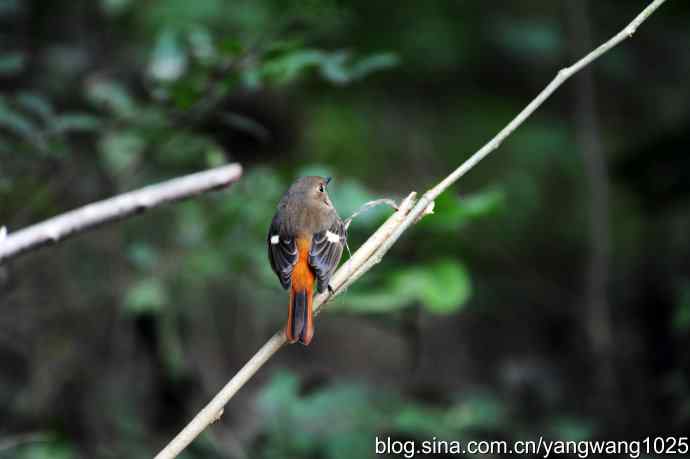 雌性北红尾鸲(2) 雌性北红尾鸲(2)