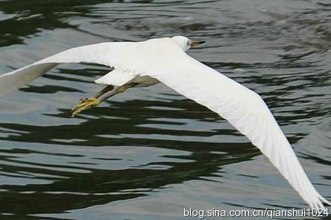 沙河水库.今天只拍到白鹭
