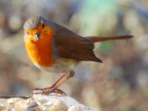 美丽无罪：雀鸟之林鸲