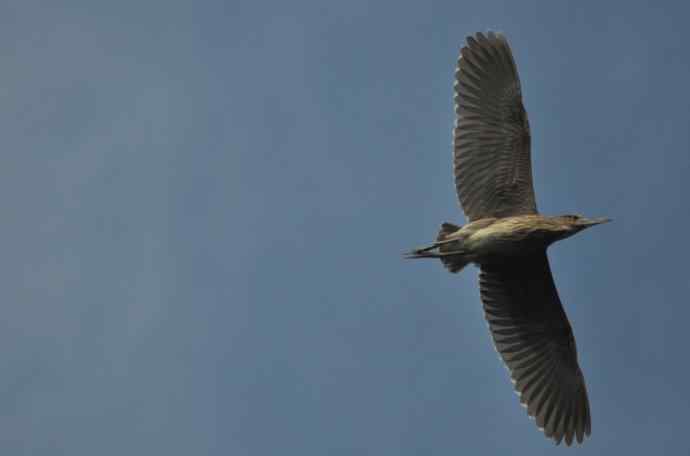 飞（夜鹭） wbr5