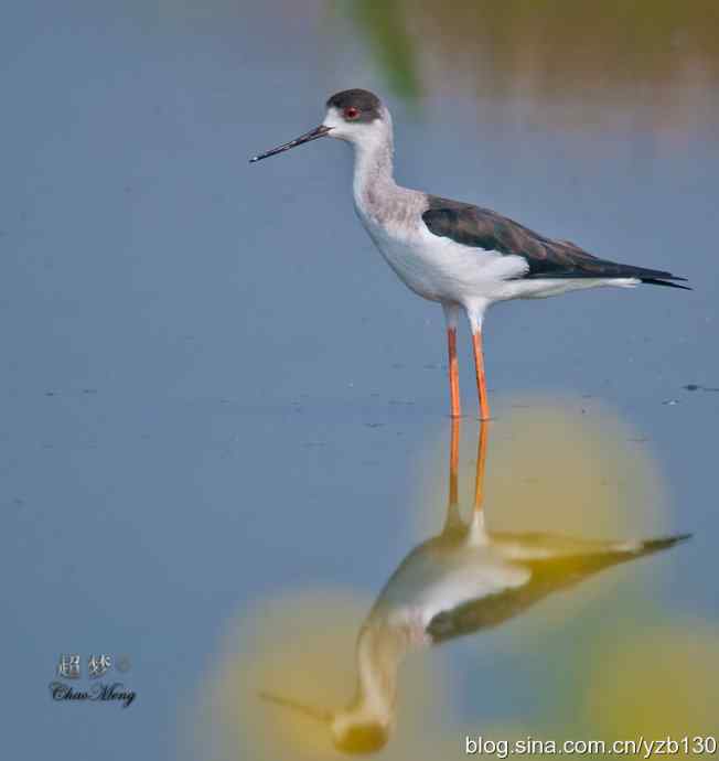 亭亭玉立的花季少女鈥斺斆劳瑞郑ㄗ橥迹10张图片）