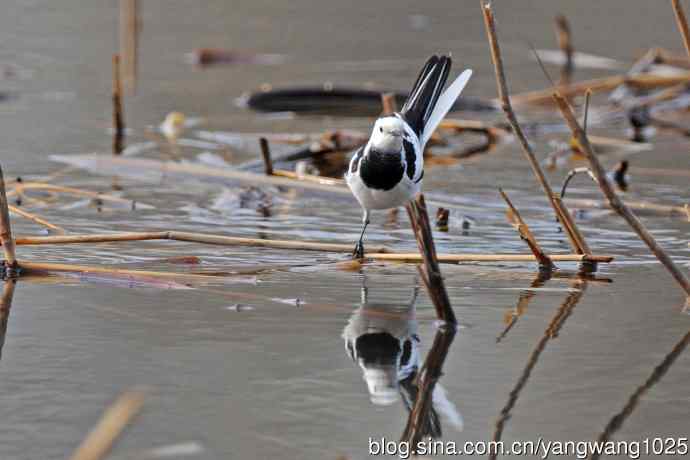 白鹡鸰(2) 白鹡鸰(2)