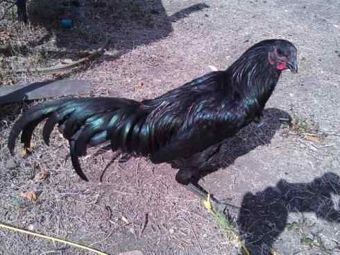 凤凰：传说中的鸟原型探秘（鹇）