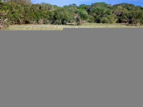 盘点十二大著名食蚁动物:食蚁兽 盘点十二大著名食蚁动物:食蚁兽