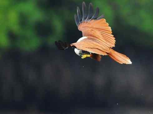 白头鸟系列:另类的美丽12 白头鸟系列:另类的美丽12