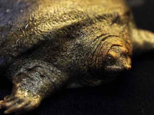 玄武：传说的兽原型探秘（鳖）