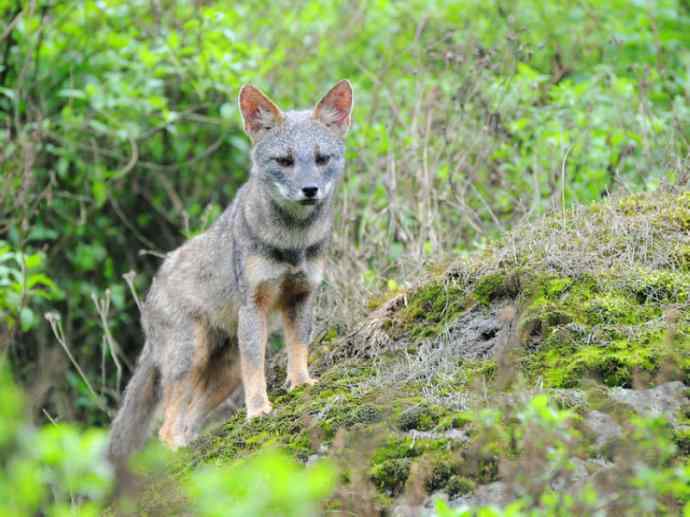 犬科：狐亚科伪狐属之高地狐、河狐、秘鲁狐