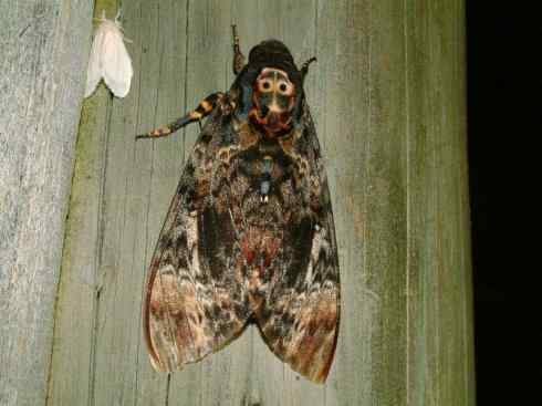 十大喜食蜂蜜动物：鬼脸天蛾