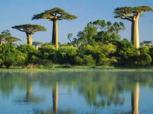 鱼类活化石：弓鳍鱼