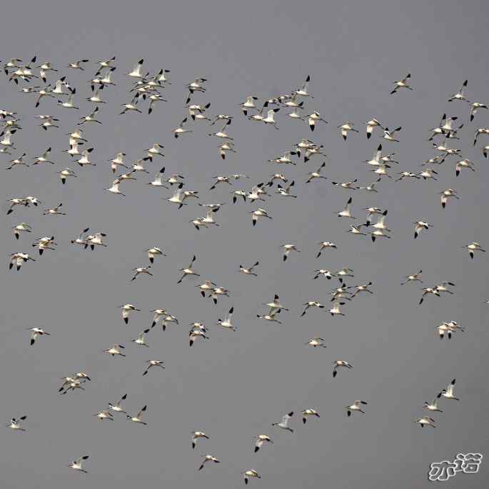 河北乐亭&nbsp;wbr路&nbsp;wbr反嘴鹬