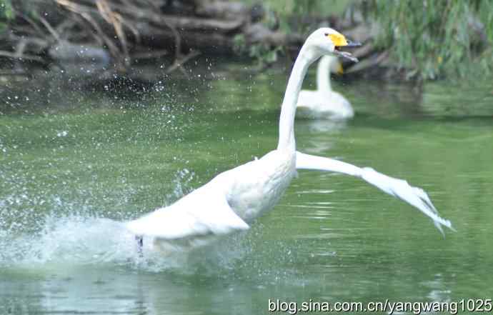 舞（天鹅之舞）