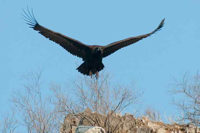 新拍座山雕☆☆