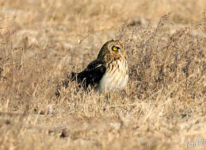 官厅水库&nbsp;wbr路&nbsp;wbr被喜鹊驱赶的短耳鸮