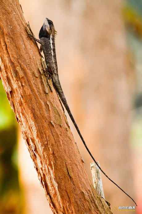 西双版纳拍鸟之二【实拍】