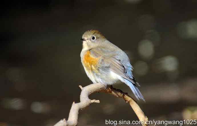 北京天坛公园的鸟类——阳光下的红肋蓝尾鸲  1