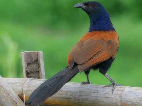 奇特的盔:大犀鹃 奇特的盔:大犀鹃