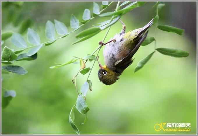暗绿绣眼一组【照片】