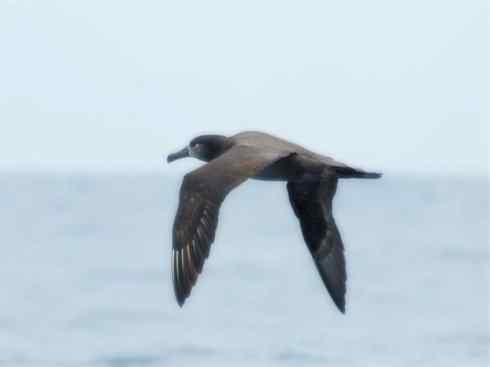 猎奇:奇特的鸟喙之七 猎奇:奇特的鸟喙之七