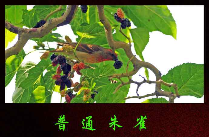 普通朱雀摄影展示