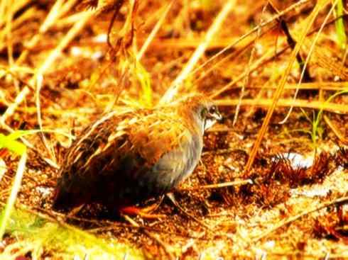 家禽驯化之源之十 家禽驯化之源之十