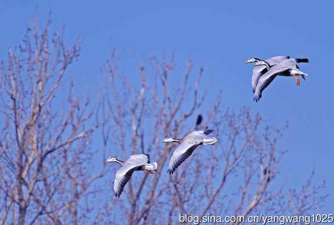 斑头雁（抓拍）15