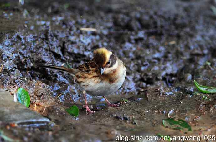 雌性黄喉鹀（11）