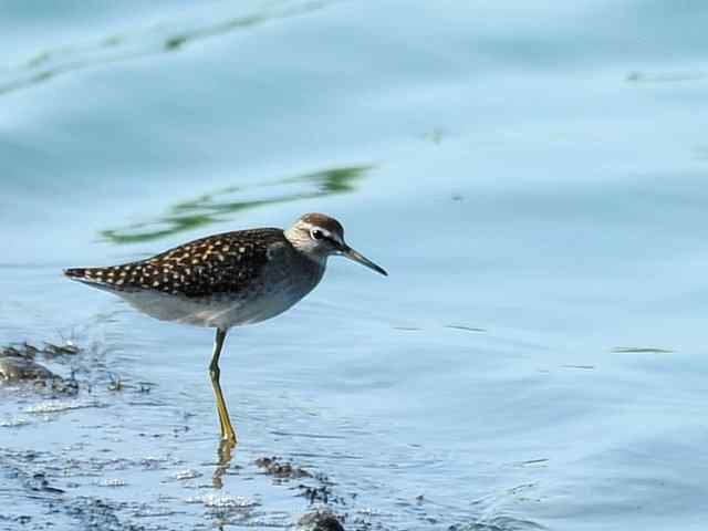 翠明湖畔观鸟儿情