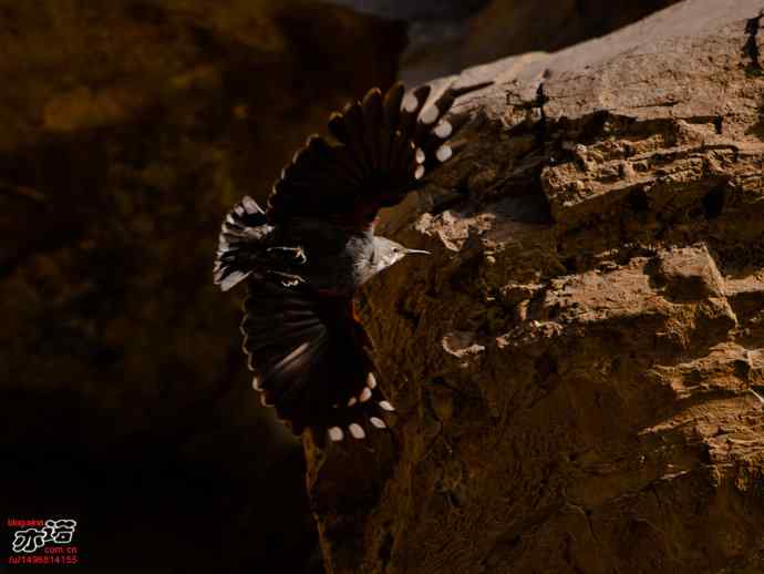 北京十渡&nbsp;wbr路&nbsp;wbr红翅旋壁雀