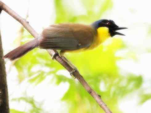 美丽无罪：雀鸟之噪鹛