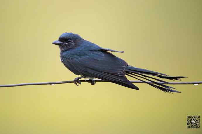 黑卷尾空中抓虫和戏马尾