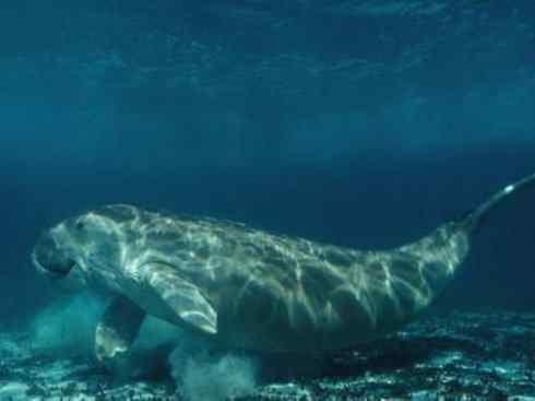 美人鱼：传说的兽原型探秘（儒艮）