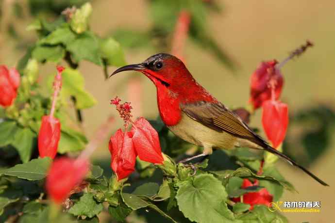 西双版纳拍鸟:黄腰太阳鸟 西双版纳拍鸟:黄腰太阳鸟