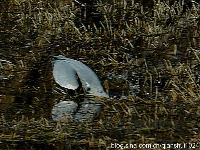 苍鹭抓鱼记(十渡)