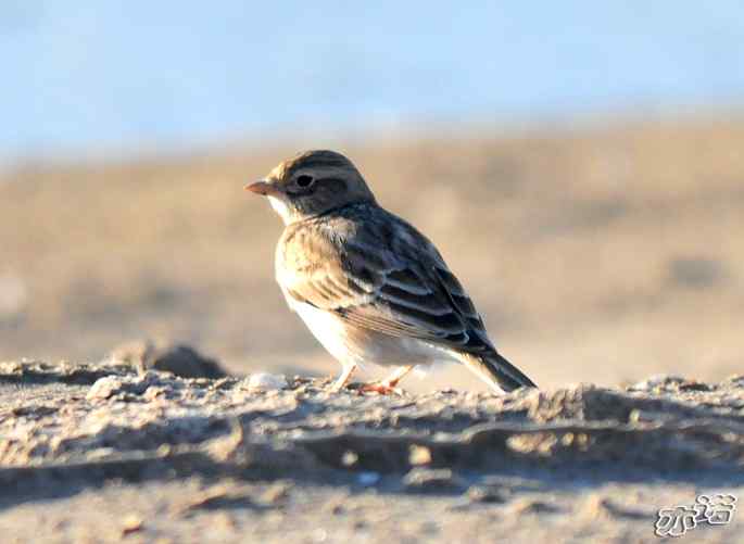 河北乐亭&nbsp;wbr路&nbsp;wbr新进账的鸟儿