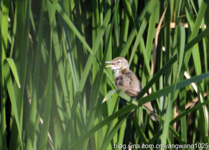 隐藏很深的大苇莺